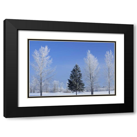 Canada, Birds Hill PP Trees covered in hoarfrost Black Modern Wood Framed Art Print with Double Matting by Grandmaison, Mike