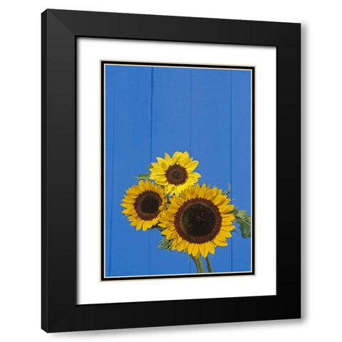 Canada, Manitoba, Winnipeg Sunflowers by a fence Black Modern Wood Framed Art Print with Double Matting by Grandmaison, Mike