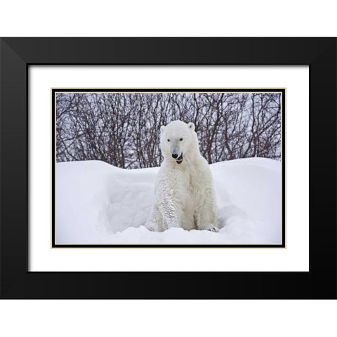 Canada, Churchill Polar bear emerges from den Black Modern Wood Framed Art Print with Double Matting by Grandmaison, Mike