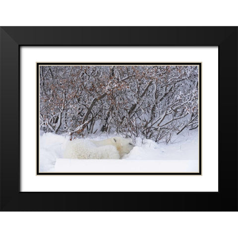Canada, Churchill Polar bear sleeping in snow Black Modern Wood Framed Art Print with Double Matting by Grandmaison, Mike