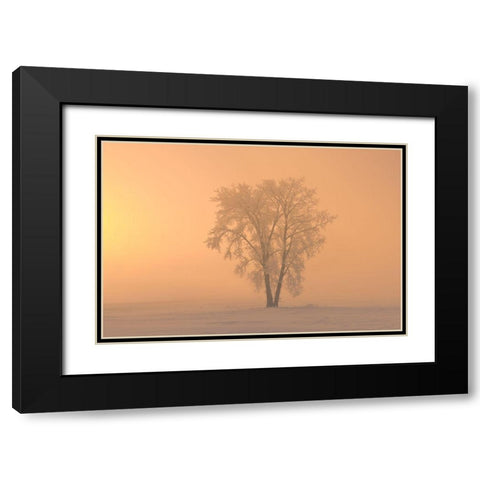 Canada-Manitoba-Dugald Hoarfrost covered cottonwood tree in fog at sunrise Black Modern Wood Framed Art Print with Double Matting by Jaynes Gallery