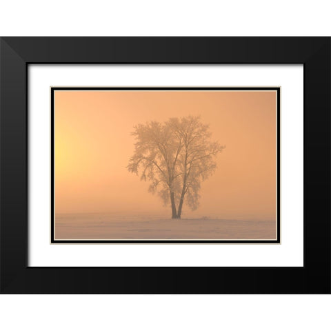 Canada-Manitoba-Dugald Hoarfrost covered cottonwood tree in fog at sunrise Black Modern Wood Framed Art Print with Double Matting by Jaynes Gallery