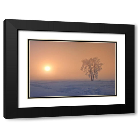 Canada-Manitoba-Dugald Hoarfrost covered cottonwood tree in fog at sunrise Black Modern Wood Framed Art Print with Double Matting by Jaynes Gallery