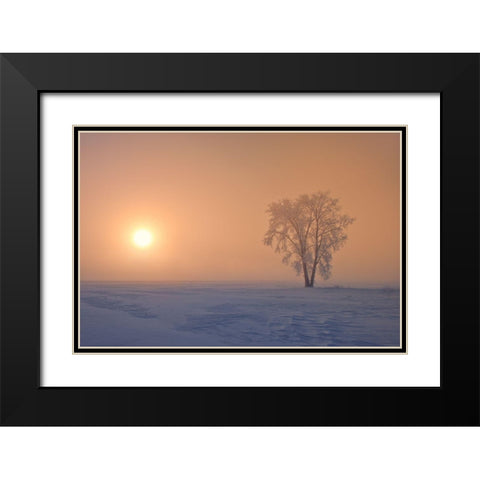 Canada-Manitoba-Dugald Hoarfrost covered cottonwood tree in fog at sunrise Black Modern Wood Framed Art Print with Double Matting by Jaynes Gallery