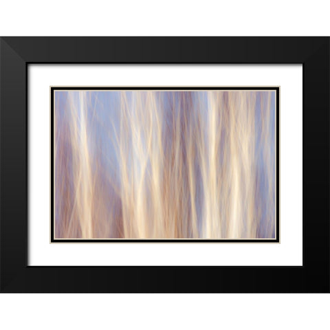 Canada-Manitoba-Sandilands Provincial Forest Forest abstract Black Modern Wood Framed Art Print with Double Matting by Jaynes Gallery