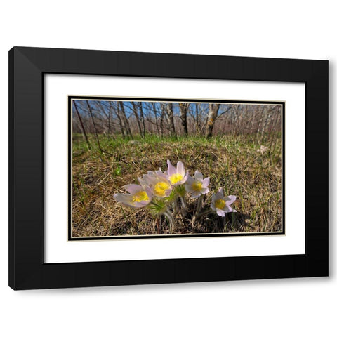 Canada-Manitoba-Prairie crocus in spring Black Modern Wood Framed Art Print with Double Matting by Jaynes Gallery