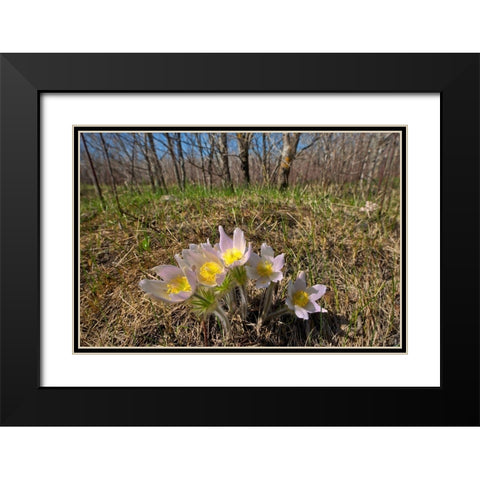 Canada-Manitoba-Prairie crocus in spring Black Modern Wood Framed Art Print with Double Matting by Jaynes Gallery