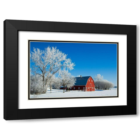 Canada-Manitoba-Grande Pointe Hoarfrost and red barn in winter Black Modern Wood Framed Art Print with Double Matting by Jaynes Gallery