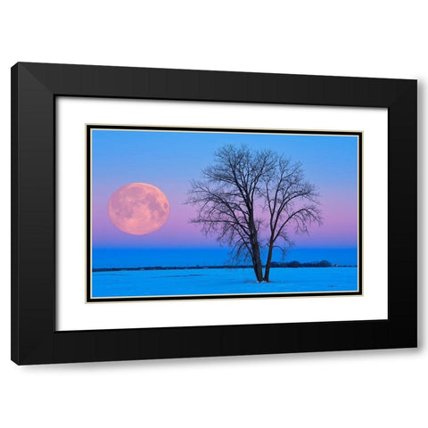 Canada-Manitoba-Dugald Full moon and cottonwood tree at dawn Black Modern Wood Framed Art Print with Double Matting by Jaynes Gallery