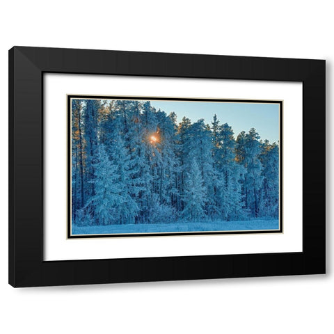Canada-Manitoba-Belair Provincial Forest Backlit jack pine trees covered in hoarfrost Black Modern Wood Framed Art Print with Double Matting by Jaynes Gallery