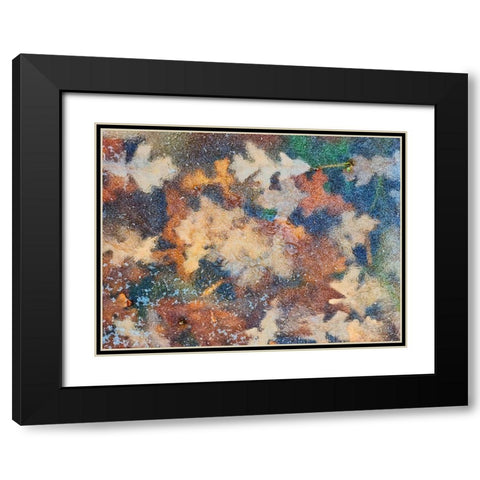 Canada-Manitoba-Winnipeg Autumn leaves frozen in ice Black Modern Wood Framed Art Print with Double Matting by Jaynes Gallery
