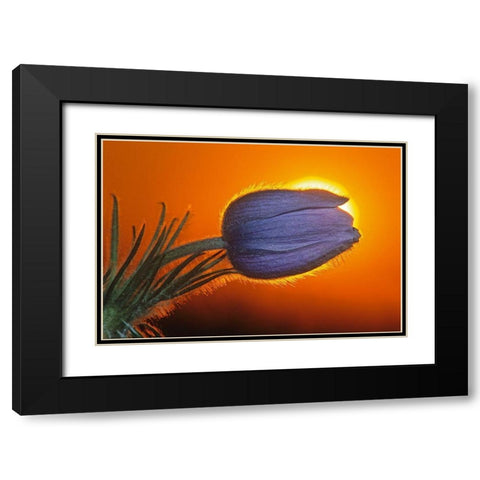 Canada-Manitoba-Winnipeg Prairie crocus backlit at sunrise Black Modern Wood Framed Art Print with Double Matting by Jaynes Gallery