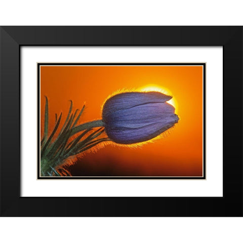 Canada-Manitoba-Winnipeg Prairie crocus backlit at sunrise Black Modern Wood Framed Art Print with Double Matting by Jaynes Gallery