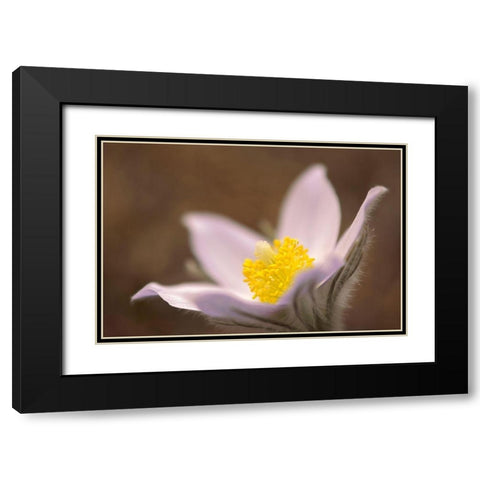 Canada-Manitoba-Mars Hill Wildlife Management Area Detail of prairie crocus flower Black Modern Wood Framed Art Print with Double Matting by Jaynes Gallery