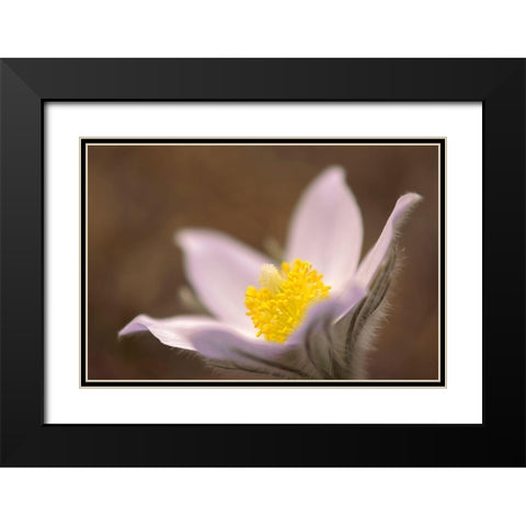 Canada-Manitoba-Mars Hill Wildlife Management Area Detail of prairie crocus flower Black Modern Wood Framed Art Print with Double Matting by Jaynes Gallery