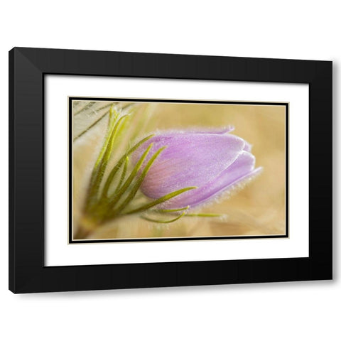 Canada-Manitoba-Winnipeg Close-up of prairie crocus flower Black Modern Wood Framed Art Print with Double Matting by Jaynes Gallery