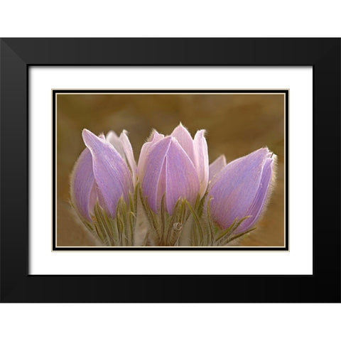 Canada-Manitoba-Mars Hill Wildlife Management Area Close-up of prairie crocus flowers Black Modern Wood Framed Art Print with Double Matting by Jaynes Gallery
