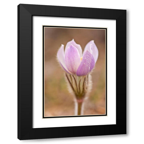 Canada-Manitoba-Sandilands Provincial Forest Prairie crocus flower close-up Black Modern Wood Framed Art Print with Double Matting by Jaynes Gallery