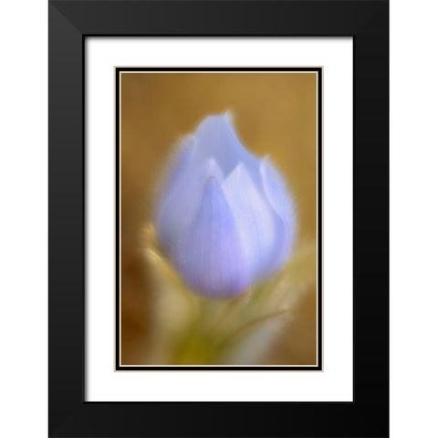 Canada-Manitoba-Winnipeg Close-up of prairie crocus flower Black Modern Wood Framed Art Print with Double Matting by Jaynes Gallery