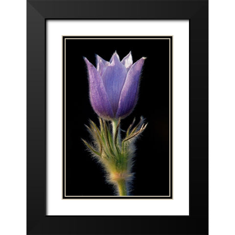 Canada-Manitoba-Sandilands Provincial Forest Prairie crocus flower close-up Black Modern Wood Framed Art Print with Double Matting by Jaynes Gallery