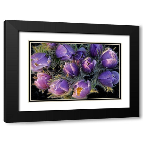 Canada-Manitoba-Sandilands Provincial Forest Prairie crocus flowers close-up Black Modern Wood Framed Art Print with Double Matting by Jaynes Gallery