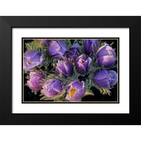 Canada-Manitoba-Sandilands Provincial Forest Prairie crocus flowers close-up Black Modern Wood Framed Art Print with Double Matting by Jaynes Gallery