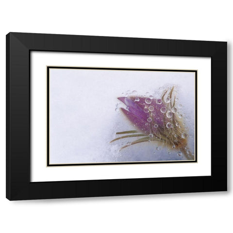 Canada-Manitoba-Sandilands Provincial Forest Prairie crocus flowers close-up through window Black Modern Wood Framed Art Print with Double Matting by Jaynes Gallery
