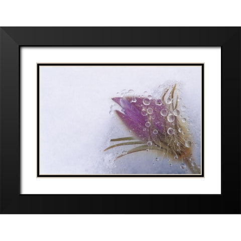 Canada-Manitoba-Sandilands Provincial Forest Prairie crocus flowers close-up through window Black Modern Wood Framed Art Print with Double Matting by Jaynes Gallery