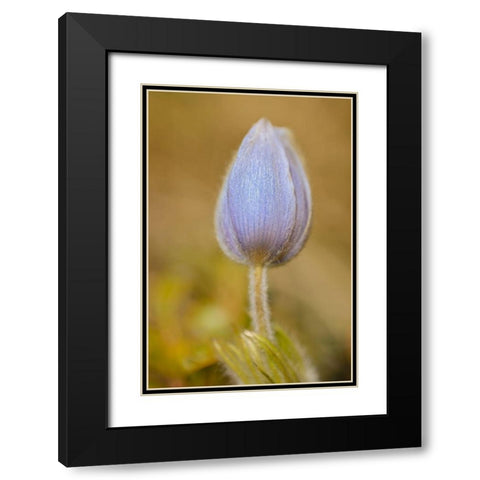 Canada-Manitoba-Libau Prairie crocus flower close-up Black Modern Wood Framed Art Print with Double Matting by Jaynes Gallery