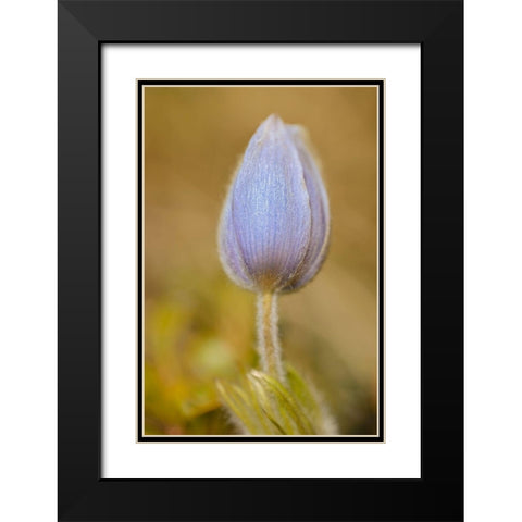 Canada-Manitoba-Libau Prairie crocus flower close-up Black Modern Wood Framed Art Print with Double Matting by Jaynes Gallery