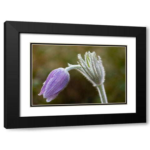 Canada-Manitoba-Sandilands Provincial Forest Prairie crocus flower close-up Black Modern Wood Framed Art Print with Double Matting by Jaynes Gallery