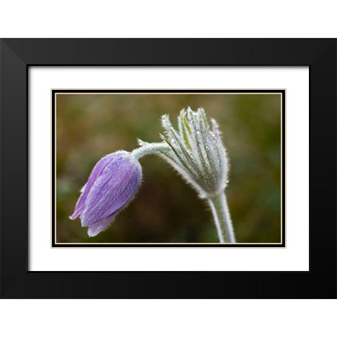 Canada-Manitoba-Sandilands Provincial Forest Prairie crocus flower close-up Black Modern Wood Framed Art Print with Double Matting by Jaynes Gallery