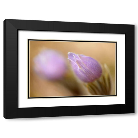 Canada-Manitoba-Libau Prairie crocus flower close-up Black Modern Wood Framed Art Print with Double Matting by Jaynes Gallery