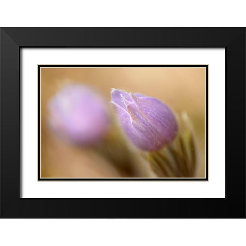 Canada-Manitoba-Libau Prairie crocus flower close-up Black Modern Wood Framed Art Print with Double Matting by Jaynes Gallery