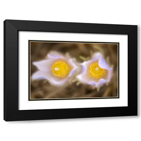 Canada-Manitoba-Winnipeg Close-up of prairie crocus flowers Black Modern Wood Framed Art Print with Double Matting by Jaynes Gallery