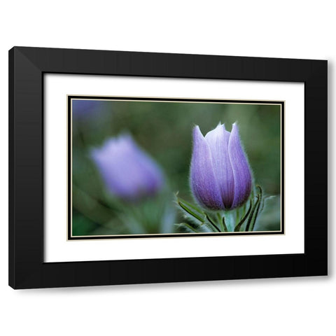Canada-Manitoba-Sandilands Provincial Forest Prairie crocus flower close-up Black Modern Wood Framed Art Print with Double Matting by Jaynes Gallery