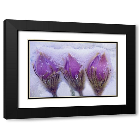 Canada-Manitoba-Sandilands Provincial Forest Prairie crocus flowers in late snow Black Modern Wood Framed Art Print with Double Matting by Jaynes Gallery