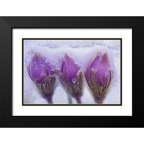 Canada-Manitoba-Sandilands Provincial Forest Prairie crocus flowers in late snow Black Modern Wood Framed Art Print with Double Matting by Jaynes Gallery