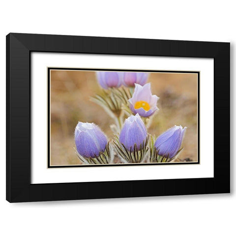 Canada-Manitoba Prairie crocus flowers close-up Black Modern Wood Framed Art Print with Double Matting by Jaynes Gallery