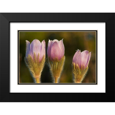 Canada-Manitoba-Sandilands Provincial Forest Prairie crocus flowers close-up Black Modern Wood Framed Art Print with Double Matting by Jaynes Gallery