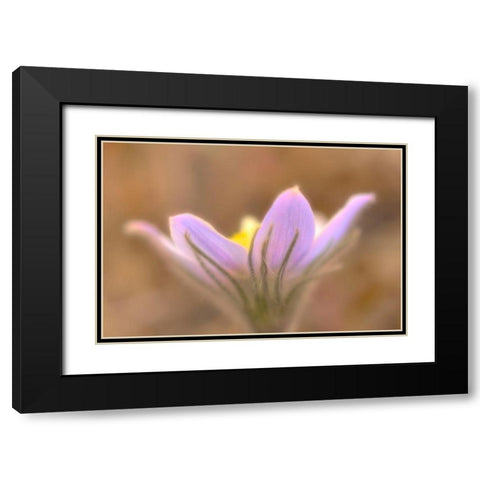 Canada-Manitoba-Libau Prairie crocus flower close-up Black Modern Wood Framed Art Print with Double Matting by Jaynes Gallery