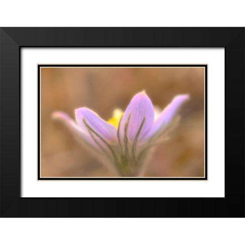 Canada-Manitoba-Libau Prairie crocus flower close-up Black Modern Wood Framed Art Print with Double Matting by Jaynes Gallery