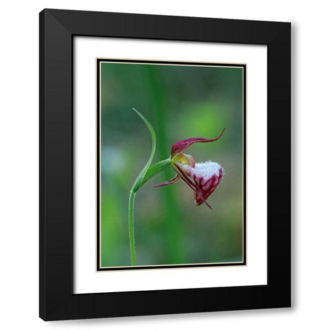 Canada-Manitoba-Sandilands Provincial Forest Rams-head ladys-slipper flower close-up Black Modern Wood Framed Art Print with Double Matting by Jaynes Gallery
