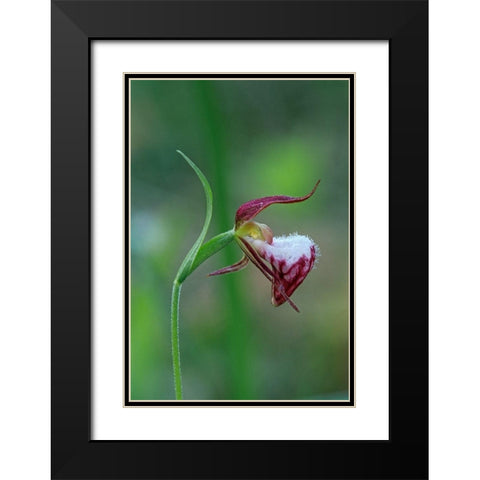 Canada-Manitoba-Sandilands Provincial Forest Rams-head ladys-slipper flower close-up Black Modern Wood Framed Art Print with Double Matting by Jaynes Gallery