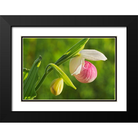 Canada-Manitoba-Richer Showy ladys slipper orchid close-up Black Modern Wood Framed Art Print with Double Matting by Jaynes Gallery