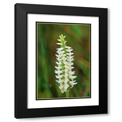Canada-Manitoba-Tall-grass Prairie Preserve Great Plains ladys tresses orchids Black Modern Wood Framed Art Print with Double Matting by Jaynes Gallery