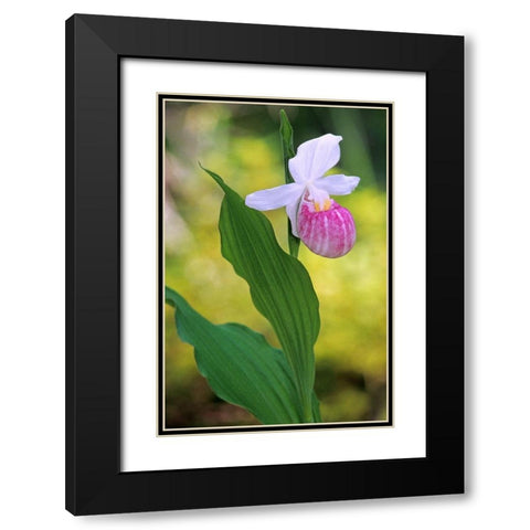 Canada-Manitoba-Agassiz Provincial Forest Showy ladys slipper orchid close-up Black Modern Wood Framed Art Print with Double Matting by Jaynes Gallery