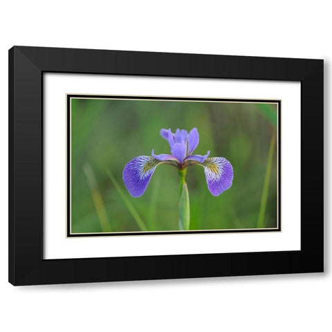Canada-Manitoba-Whiteshell Provincial Park Blue flag iris in field Black Modern Wood Framed Art Print with Double Matting by Jaynes Gallery
