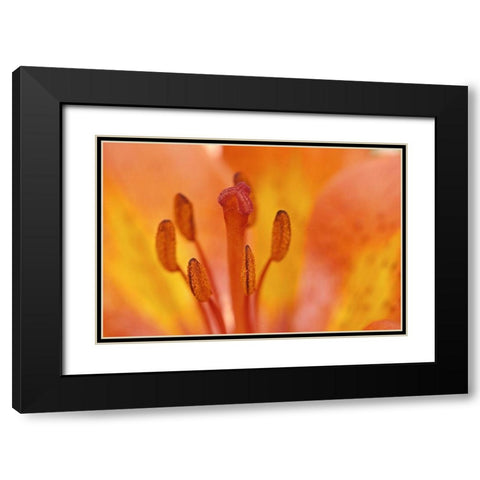 Canada-Manitoba-Tall-grass Prairie Preserve Wood lily detail Black Modern Wood Framed Art Print with Double Matting by Jaynes Gallery