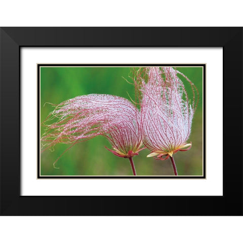 Canada-Manitoba-Birds Hill Provincial Park Three-flowered avens close-up Black Modern Wood Framed Art Print with Double Matting by Jaynes Gallery